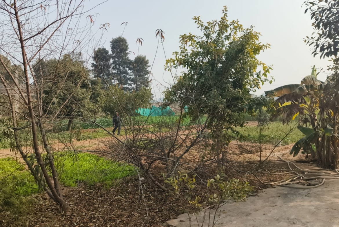 Agriculture Farm For Sale Tehsil Pataudi Distt Gurgaon Near Delhi Jaipur Highway