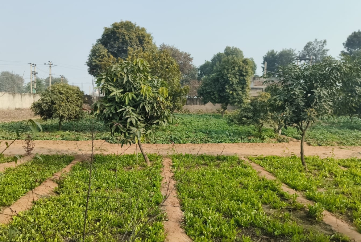 Agriculture Farm For Sale Tehsil Pataudi Distt Gurgaon Near Delhi Jaipur Highway