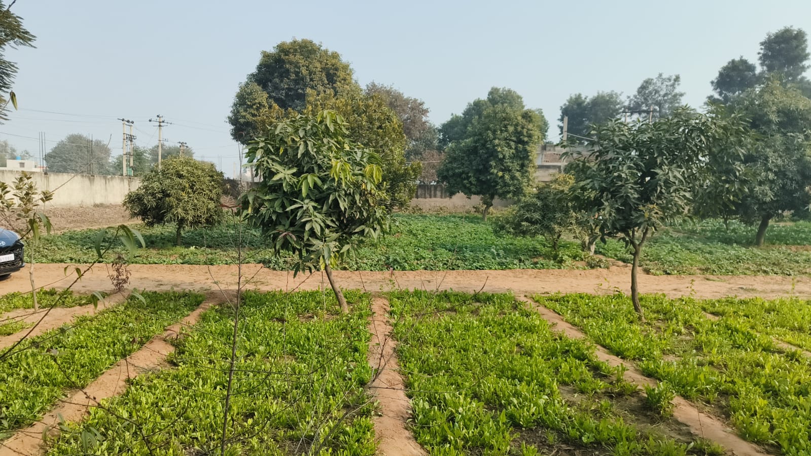 Agriculture Farm For Sale Tehsil Pataudi Distt Gurgaon Near Delhi Jaipur Highway