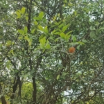 Agriculture Farm For Sale Tehsil Pataudi Distt Gurgaon Near Delhi Jaipur Highway