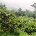 Farm In Dodamarg Maharashtra Near Goa Cashew Plantation For Sale