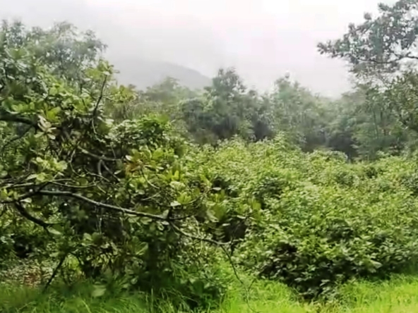 Farm In Dodamarg Maharashtra Near Goa Cashew Plantation For Sale