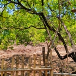 Farm Land For Sale With Cashew Nut Tree Plantation At Ratnagiri Maharashtra