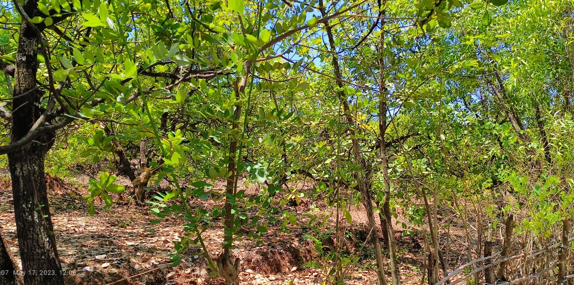 Farm Land For Sale With Cashew Nut Tree Plantation At Ratnagiri Maharashtra