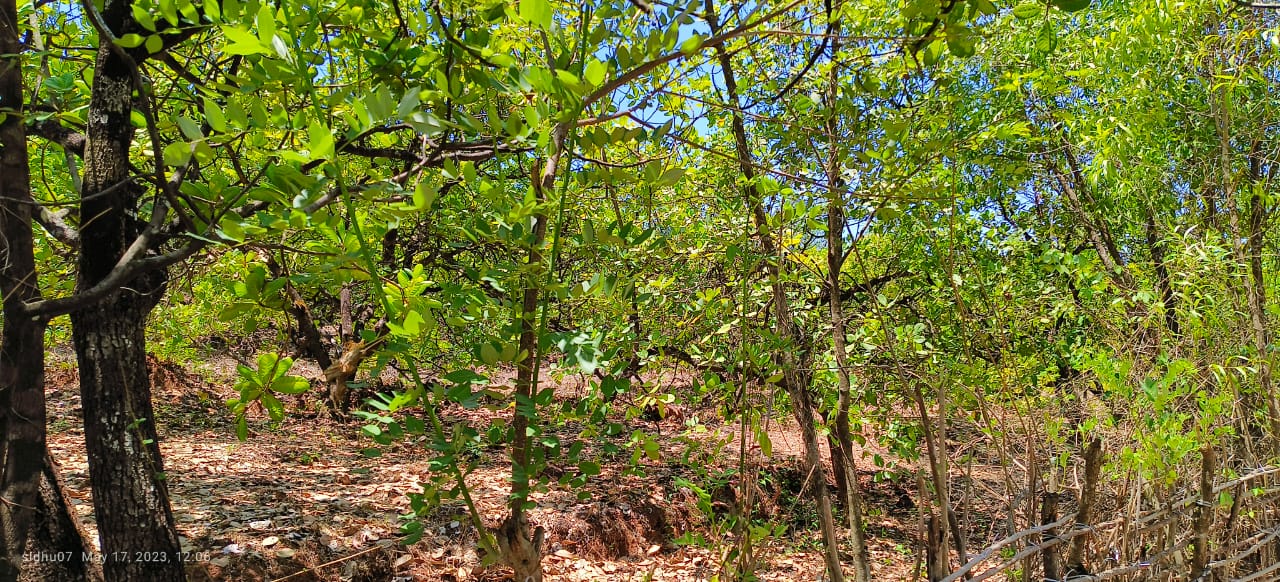 Farm Land For Sale With Cashew Nut Tree Plantation At Ratnagiri Maharashtra