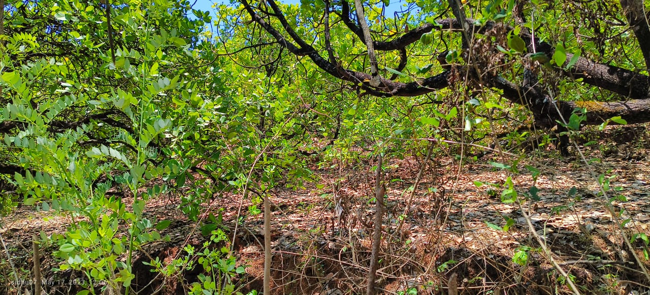 Farm Land For Sale With Cashew Nut Tree Plantation At Ratnagiri Maharashtra