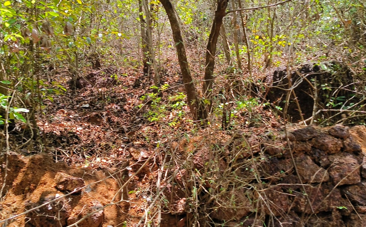 Farm Land For Sale With Cashew Nut Tree Plantation At Ratnagiri Maharashtra