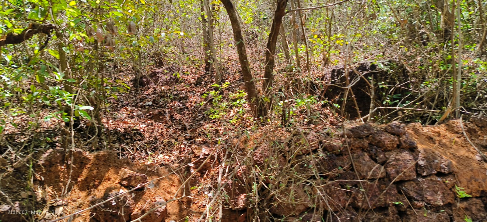 Farm Land For Sale With Cashew Nut Tree Plantation At Ratnagiri Maharashtra