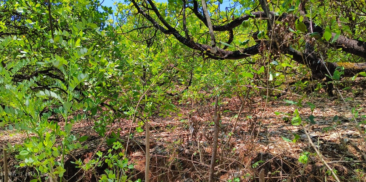 Farm Land For Sale With Cashew Nut Tree Plantation At Ratnagiri Maharashtra