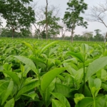Tea Garden For Sale In Siliguri at Jalpaiguri Near Maynaguri West Bengal India