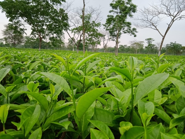 Tea Garden For Sale In Siliguri at Jalpaiguri Near Maynaguri West Bengal India