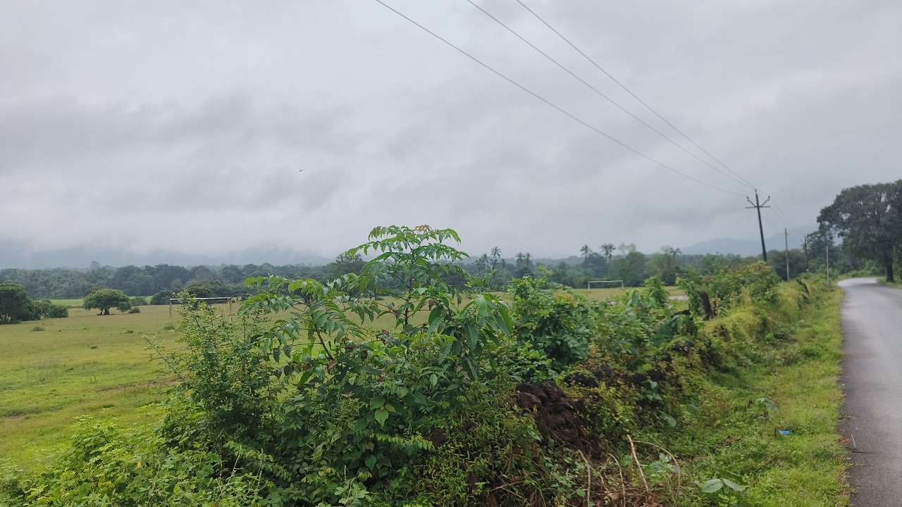 Buy Orchard Land In Farmhouse Community Project In Goa Thivim