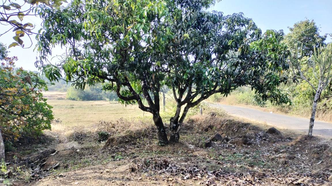 32 Guntha Road Touch NA Plot For Sale Near Goa in Maharashtra