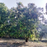 32 Guntha Road Touch NA Plot For Sale Near Goa in Maharashtra