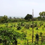 Highway Touch Landbank 50Acres Land In Goa For Sale