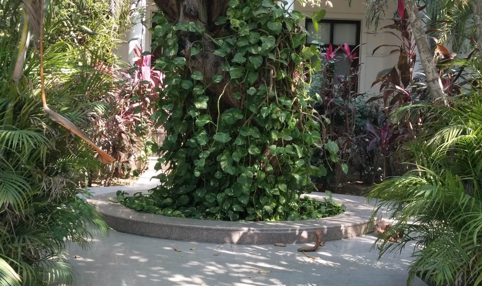 Farm House For Rent In DLF Chattarpur