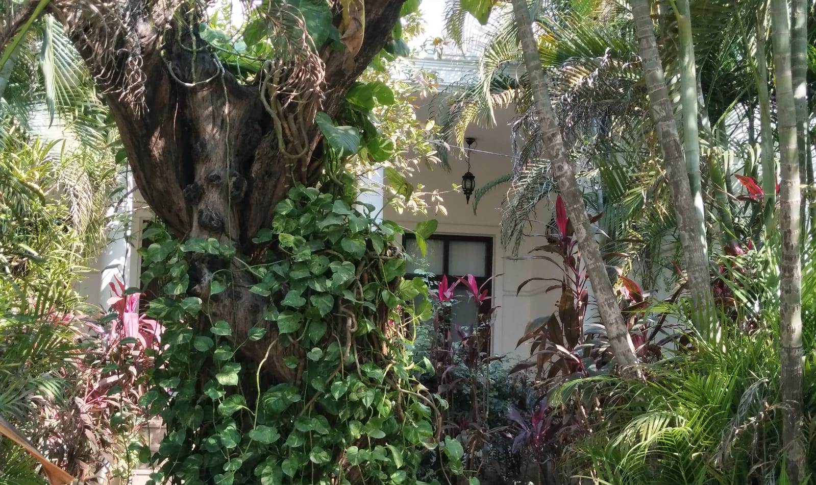 Farm House For Rent In DLF Chattarpur