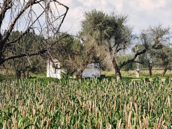 14Acre Land For Sale Between Ateli & Kanina Distt Mahendergarh