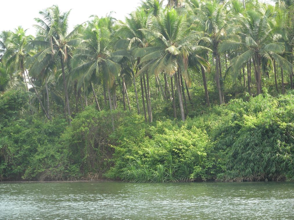 Zuari River Touch Property For Sale In Goa Idle for Farmhouse Villa Bungalow