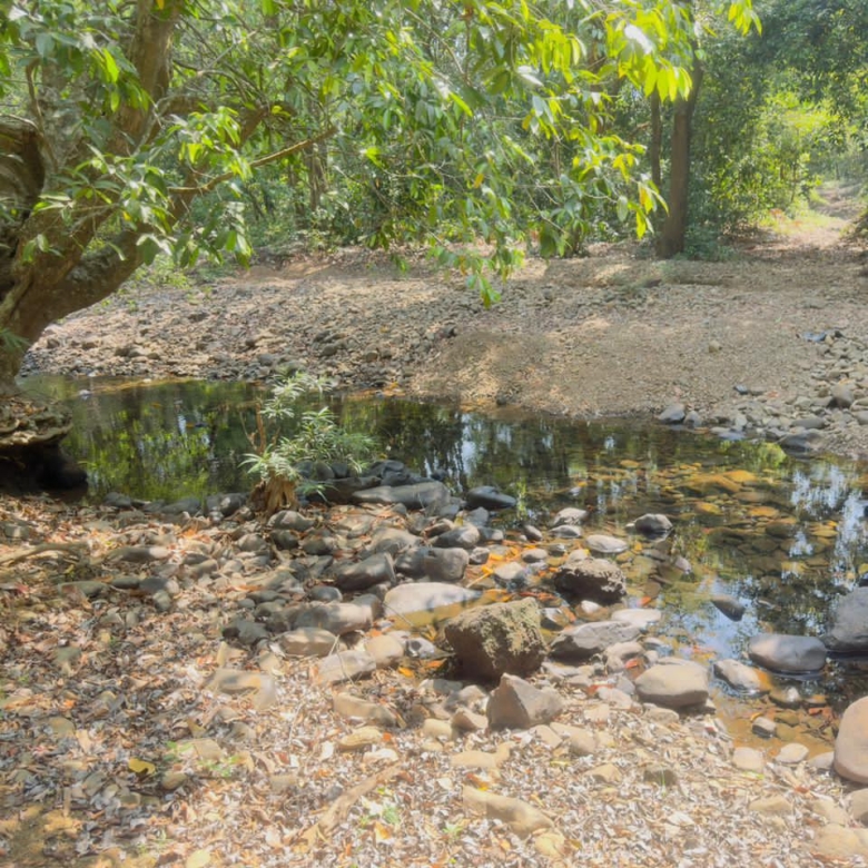 River Touch Agriculture Farm Land For Plantation in Goa For Sale