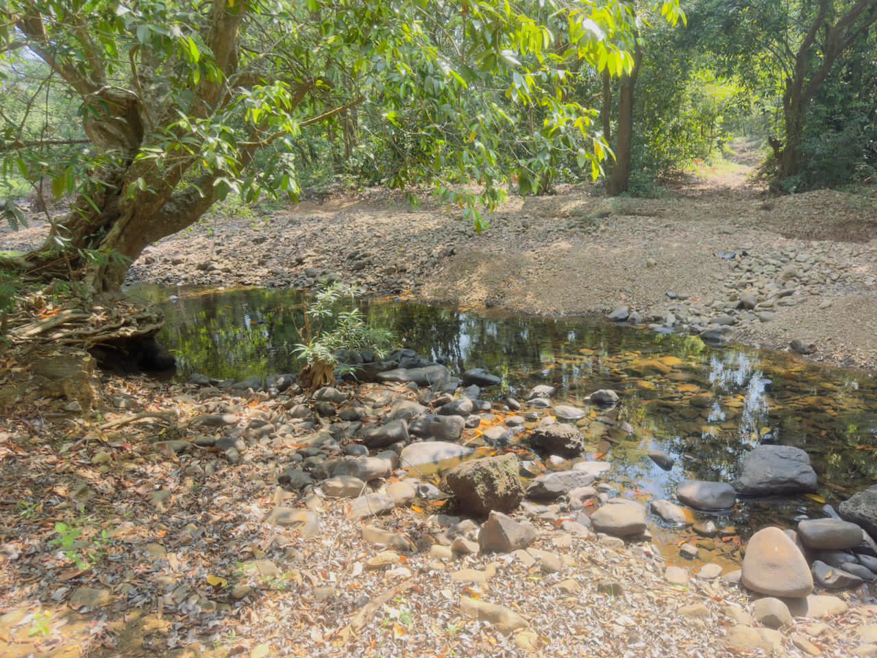 River Touch Agriculture Farm Land For Plantation in Goa For Sale