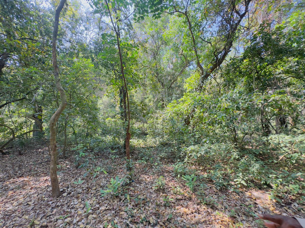 River Touch Agriculture Farm Land For Plantation in Goa For Sale