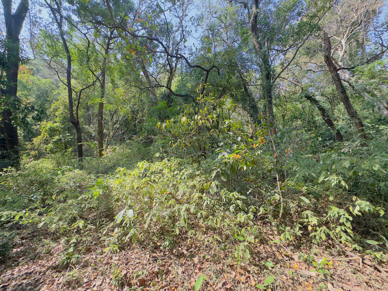 River Touch Agriculture Farm Land For Plantation in Goa For Sale