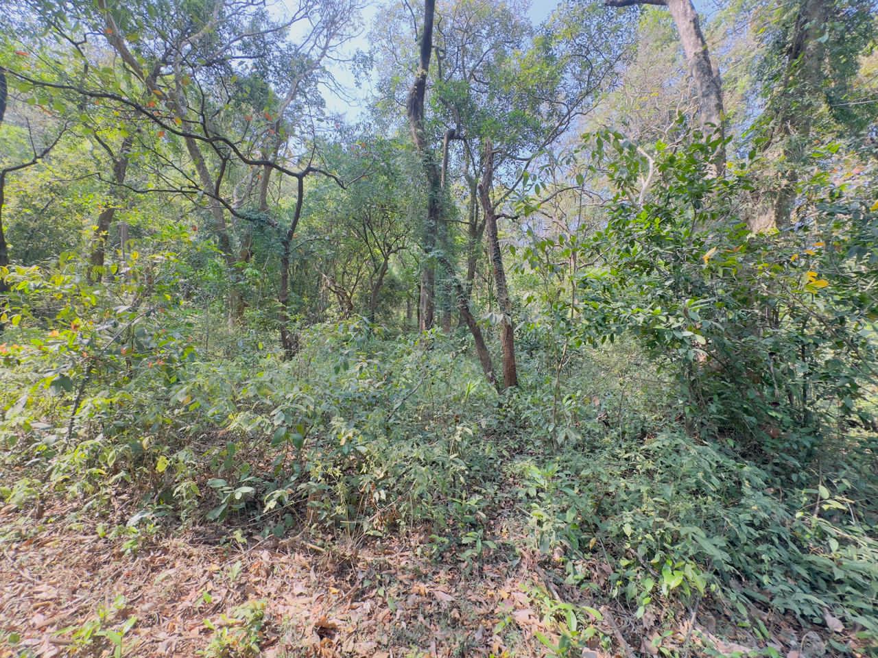 River Touch Agriculture Farm Land For Plantation in Goa For Sale