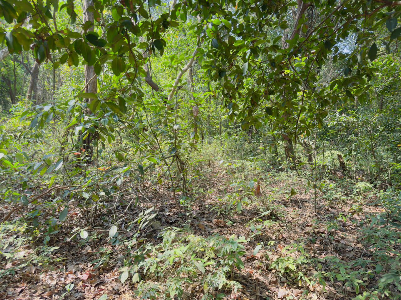 River Touch Agriculture Farm Land For Plantation in Goa For Sale