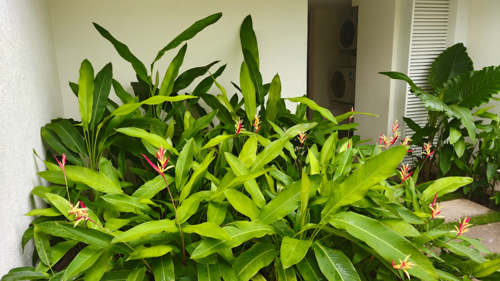 5 BHK Duplex Villament Nerul near Candolim North Goa (61) 5 BHK Duplex Villament Nerul near Candolim North Goa