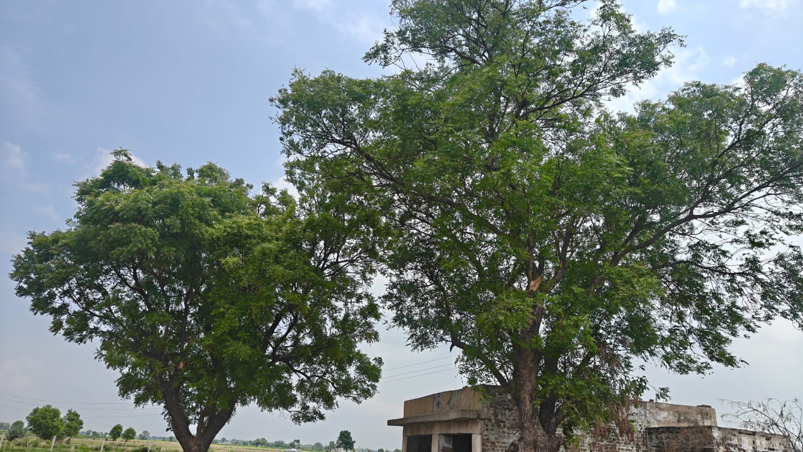 6Acres Agriculture Land For Sale in Gurgaon Near Pataudi Haryana