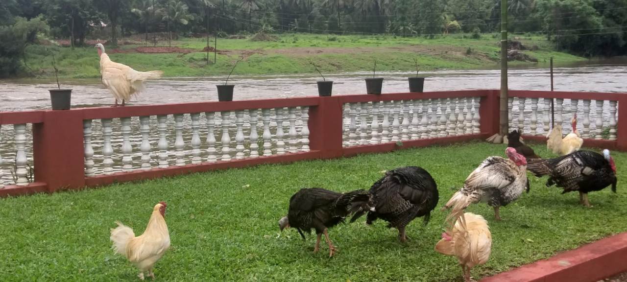 River View Farm House Bungalow 40kms From Sea Beach Goa For Sale